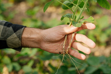 Close-up of man hand holding uprooted soybean plant, showcasing root nodules where nitrogen-fixing...