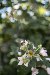 Blackberry flowers. Green floral background. Bee on a flower