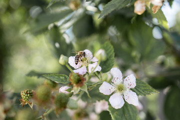 Blackberry flowers. Green floral background. Bee on a flower