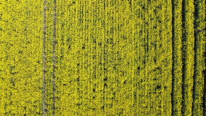 An aerial view of a path through a yellow rapeseed field in spring