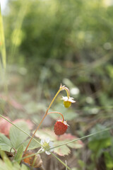 Wild strawberry in the forest. Red berry in the grass