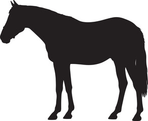 Burmese Horse in silhouette vector pure white background.