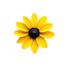 Vibrant yellow black eyed susan flower with dark center isolated on transparent background