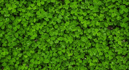 A Carpet of Lush Green Clovers