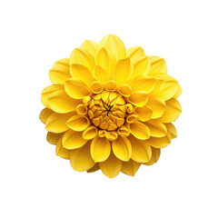 Vibrant yellow dahlia flower with intricate petal layers isolated on transparent background