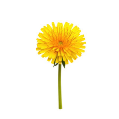 Bright yellow dandelion flower with green stem isolated on transparent background