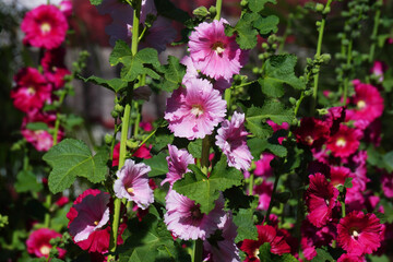 beautiful hollyhock flower or althaea flower