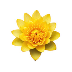 Vibrant yellow water lily flower with detailed petals and stamen isolated on transparent background