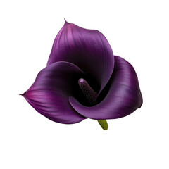 Elegant deep purple calla lily flower with delicate petals and stamen isolated on transparent background