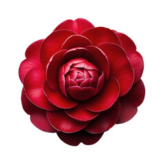 Close up of a vibrant red camellia flower with layered petals isolated on transparent background