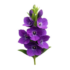 Vibrant purple flower with delicate petals and green leaves isolated on transparent background