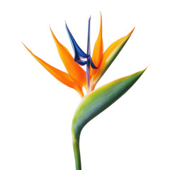Striking strelitzia reginae bird of paradise flower with vibrant orange and blue petals isolated on transparent background