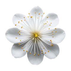 Delicate white cherry blossom flower with yellow stamens isolated on transparent background