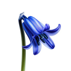 Close up macro shot of a single bluebell flower with detailed petals and stamens isolated on transparent background