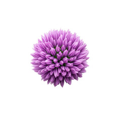 Close up of a vibrant purple chive blossom with delicate petals isolated on transparent background