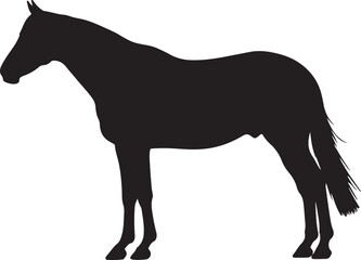 Camarillo White Horse in silhouette vector pure white background.