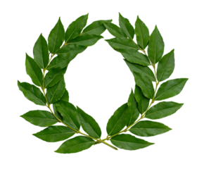 Fresh Laurel Leaves Closeup with Clean Background