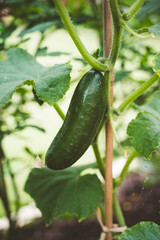 Growing cucumber on the shrub in the garden, summer vegetable garden