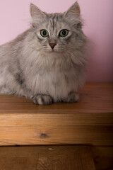 Porträt einer Türkisch Angora Katze