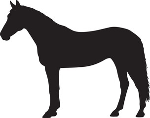Canadian horse in silhouette pure white background.