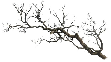 Fototapeta premium A dry tree branch, stark and isolated against a pure white background. This simple yet evocative image can be used in various nature - themed projects, such as environmental awareness campaigns, 