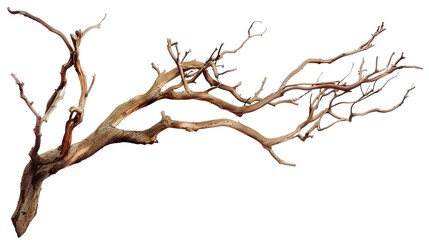 A dry tree branch, stark and isolated against a pure white background. This simple yet evocative image can be used in various nature - themed projects, such as environmental awareness campaigns, 