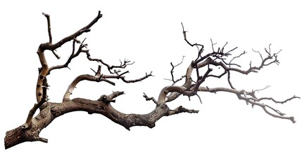 A dry tree branch, stark and isolated against a pure white background. This simple yet evocative image can be used in various nature - themed projects, such as environmental awareness campaigns, 