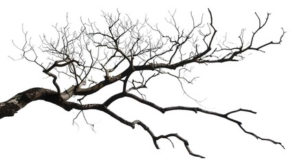 Obraz premium A dry tree branch, stark and isolated against a pure white background. This simple yet evocative image can be used in various nature - themed projects, such as environmental awareness campaigns, 