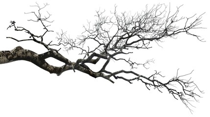 Fototapeta premium A dry tree branch, stark and isolated against a pure white background. This simple yet evocative image can be used in various nature - themed projects, such as environmental awareness campaigns, 