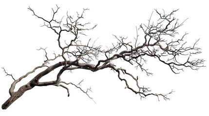 Fototapeta premium A dry tree branch, stark and isolated against a pure white background. This simple yet evocative image can be used in various nature - themed projects, such as environmental awareness campaigns, 