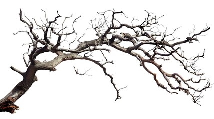Fototapeta premium A dry tree branch, stark and isolated against a pure white background. This simple yet evocative image can be used in various nature - themed projects, such as environmental awareness campaigns, 