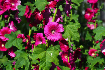 beautiful hollyhock flower or althaea flower