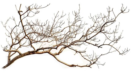 Obraz premium A dry tree branch, stark and isolated against a pure white background. This simple yet evocative image can be used in various nature - themed projects, such as environmental awareness campaigns, 