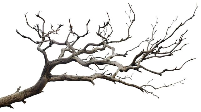 A dry tree branch, stark and isolated against a pure white background. This simple yet evocative image can be used in various nature - themed projects, such as environmental awareness campaigns, 