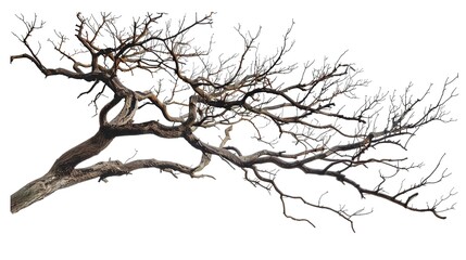 Fototapeta premium A dry tree branch, stark and isolated against a pure white background. This simple yet evocative image can be used in various nature - themed projects, such as environmental awareness campaigns, 