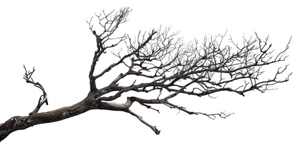 Fototapeta premium A dry tree branch, stark and isolated against a pure white background. This simple yet evocative image can be used in various nature - themed projects, such as environmental awareness campaigns, 