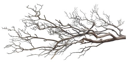 Fototapeta premium A dry tree branch, stark and isolated against a pure white background. This simple yet evocative image can be used in various nature - themed projects, such as environmental awareness campaigns, 