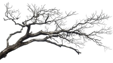 Fototapeta premium A dry tree branch, stark and isolated against a pure white background. This simple yet evocative image can be used in various nature - themed projects, such as environmental awareness campaigns, 