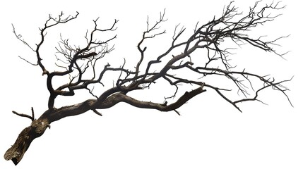 Fototapeta premium A dry tree branch, stark and isolated against a pure white background. This simple yet evocative image can be used in various nature - themed projects, such as environmental awareness campaigns, 
