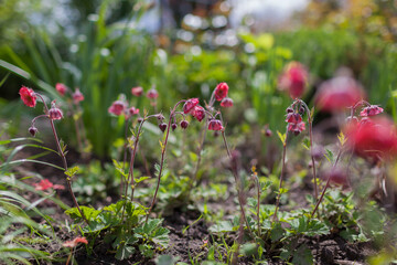 Geum Bell Bank blooming in spring garden by catmint. Bright coral pink flowers blossom near nepeta.