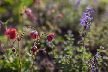 Geum Bell Bank blooming in spring garden by catmint. Bright coral pink flowers blossom near nepeta.
