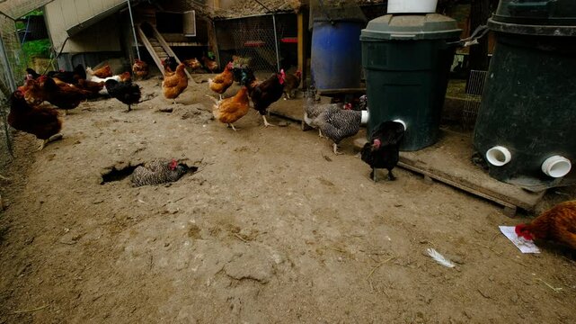 Cage free hens in enclosure attached to chicken coop freely strolling around eating from food dispensers wallowing in dirty soil full of bird waste