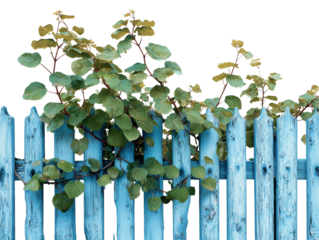 A rustic blue fence is embraced by vibrant green vines and leaves