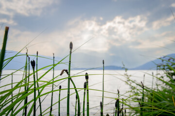 Fototapeta premium Sun Rays Through Clouds Over Lake and Green Reed Stems