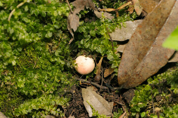 苔の隙間から生える極小淡ピンク色のベニタケ属キノコ幼菌（自然環境下昆虫類ストロボマクロ撮影）