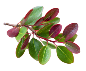 Natural manzanita leaves on pure white surface