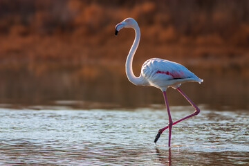 Graceful flamingo walking in shallow water during golden hour light.