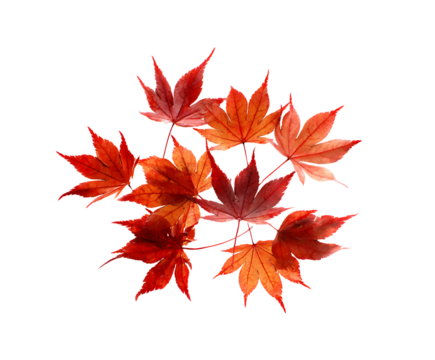 Organic maple foliage isolated for crisp display