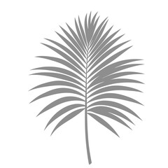 Palm Leave Illustration