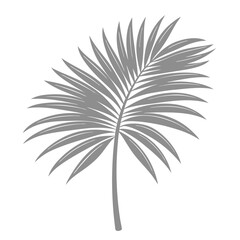 Palm Leave Illustration